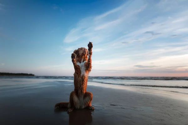 the dog gives his paw. A pet on the sea, a vacation and a healthy lifestyle