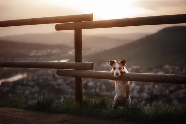 小狗在日落时站在篱笆旁。宠物在自然. — 图库照片