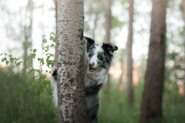 El perro se esconde detrás de un árbol. Mascota en la naturaleza en el bosque . — Foto de Stock