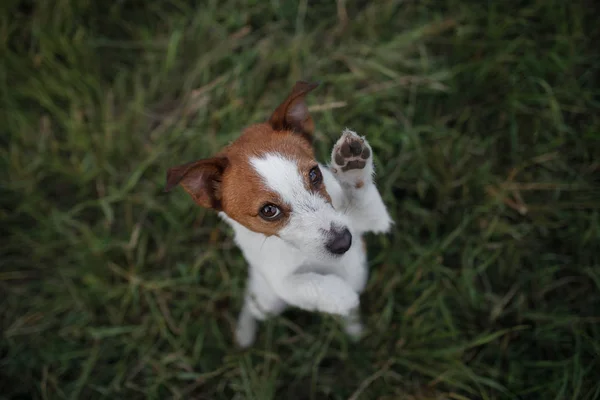 Drôle de chien dans l'herbe à l'extérieur. Pet jack russell terrier en vacances — Photo