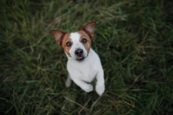 Divertente cane nell'erba all'aperto. Pet jack russell terrier in vacanza — Foto Stock