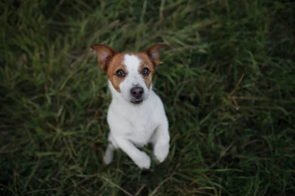 Perro divertido en el césped al aire libre. Pet jack russell terrier de vacaciones — Foto de Stock