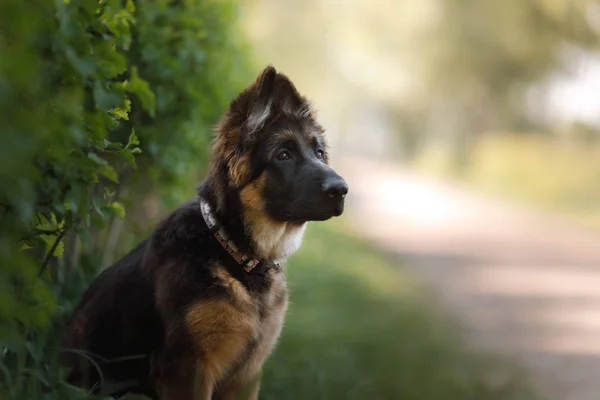 Portrait d'un chiot berger allemand en plein air — Photo