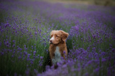 köpek lavanta alan. Doğa kırmızı evde beslenen hayvan. Nova Scotia Duck Tolling Retriever