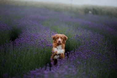 köpek lavanta alan. Doğa kırmızı evde beslenen hayvan. Nova Scotia Duck Tolling Retriever