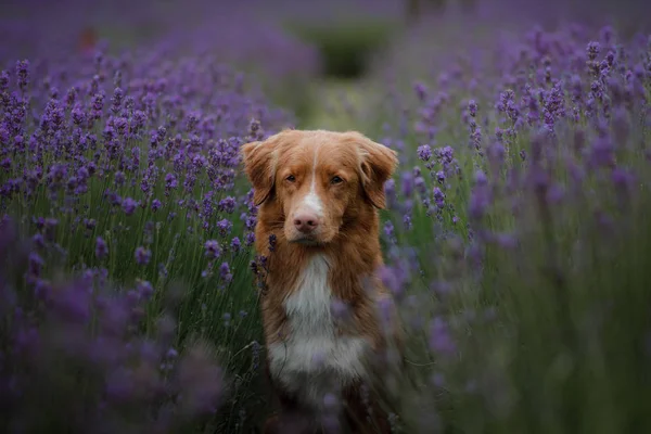 Hund Auf Einem Lavendelfeld Rotes Haustier Der Natur Nova Scotia — Stockfoto