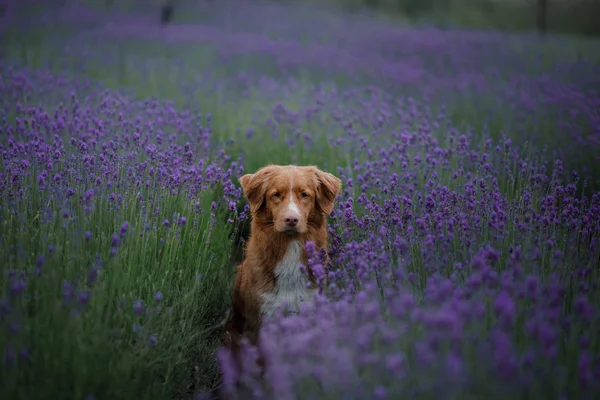 Hund auf einem Lavendelfeld. Rotes Haustier in der Natur. Nova scotia duck Maut-Retriever — Stockfoto