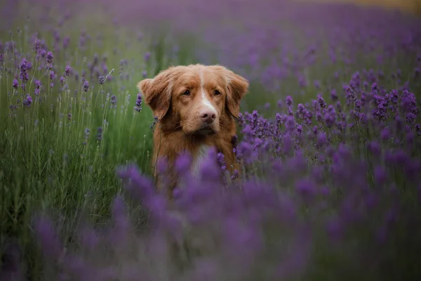 狗在薰衣草地里。红色宠物在自然。新斯科舍省鸭收费猎犬 — 图库照片