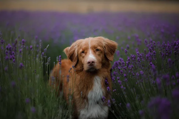 狗在薰衣草地里。红色宠物在自然。新斯科舍省鸭收费猎犬 — 图库照片