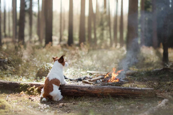 Pies siedzi w lesie przy ognisku. Zwierzęta domowe są o charakterze. Jack Russell — Zdjęcie stockowe