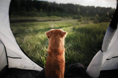 köpek doğası üzerine bir çadırda. Yaz tatili.