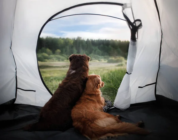 Wo dogs in a tent on nature. Summer vacation. — Stock Photo, Image