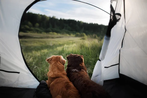 Wo dogs in a tent on nature. Summer vacation. — Stock Photo, Image