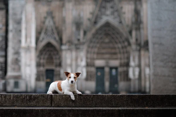 Dog at a Gothic building, a cathedral. A pet in the city. — Stock Photo, Image