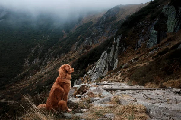 Ein Hund in den Bergen. Reisen mit dem Haustier. Gesunder Lebensstil. — Stockfoto