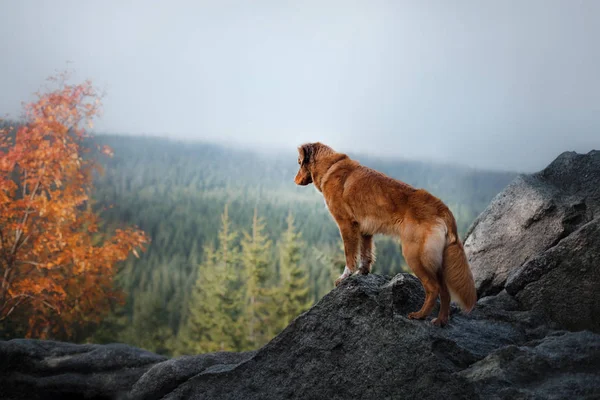 A kutya a hegyekben. Utazik-val-a kisállat. Egészséges életmód. — Stock Fotó