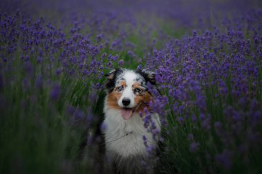 Avustralya çoban köpeği lavanta alanında.