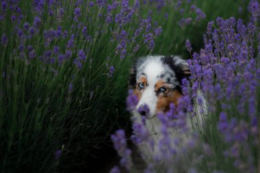Avustralya çoban köpeği lavanta alanında.