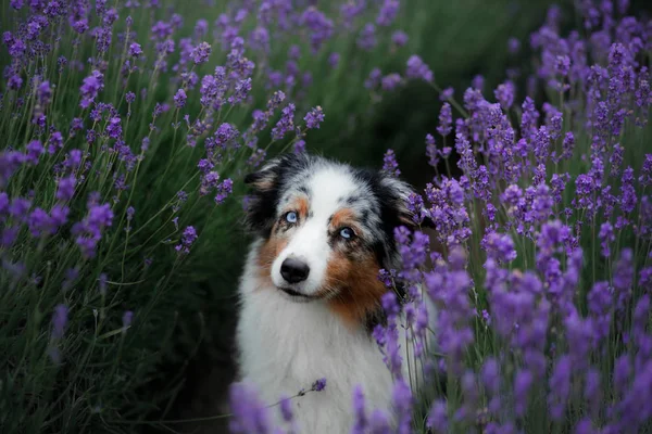 澳大利亚牧羊犬在薰衣草领域 宠物在自然 — 图库照片