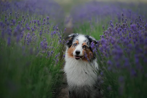 Australian Shepherd dog på fältet av lavendel. — Stockfoto