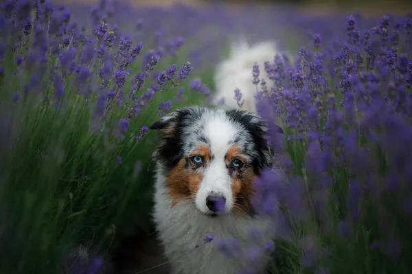 Australischer Schäferhund auf dem Lavendelfeld. — Stockfoto