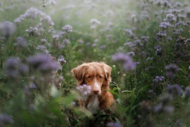Eflatun çiçekler bir köpek. Doğada, alanında evde beslenen hayvan. Toller