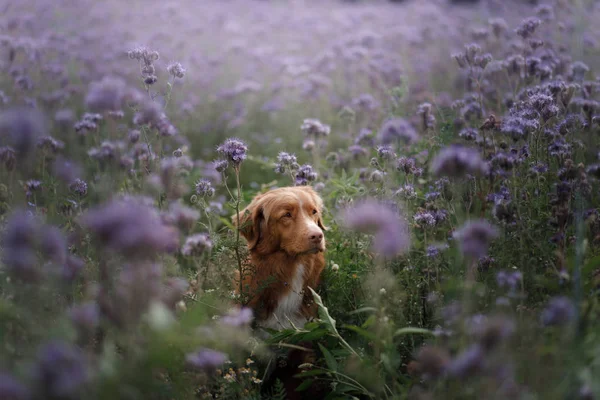 Un chien aux fleurs de lilas. Animaux de compagnie dans la nature, sur le terrain. Poussette — Photo