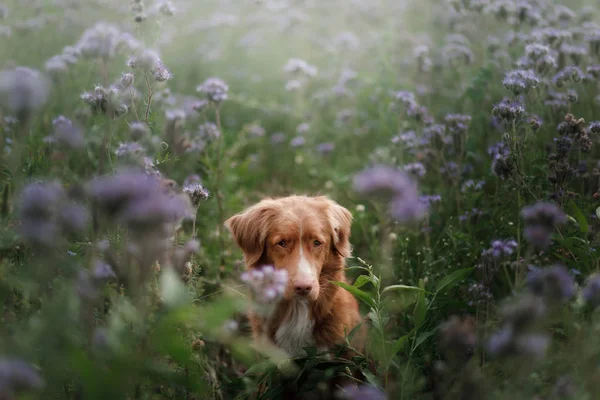 Ein Hund in lila Blüten. Haustier in der Natur, auf dem Feld. Toller — Stockfoto