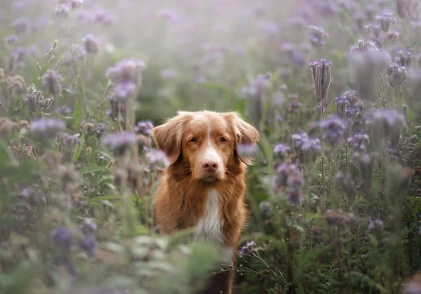 Un chien aux fleurs de lilas. Animaux de compagnie dans la nature, sur le terrain. Poussette — Photo