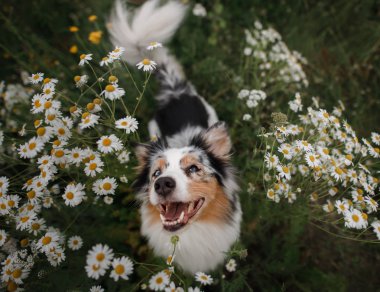 Çiçek mutlu bir köpek. Astralian çoban üç renkli