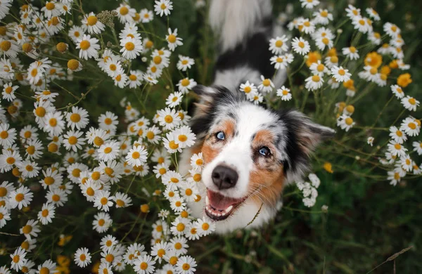 A happy dog in flowers.The Astralian Shepherd Tricolor