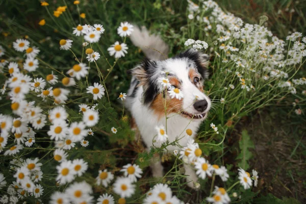 Šťastný pes v květech. Astralian Shepherd Tricolor — Stock fotografie