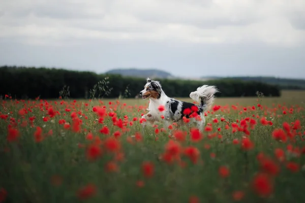 Hund in einem Mohnfeld. Australischer Schäferhund in Farben. — Stockfoto