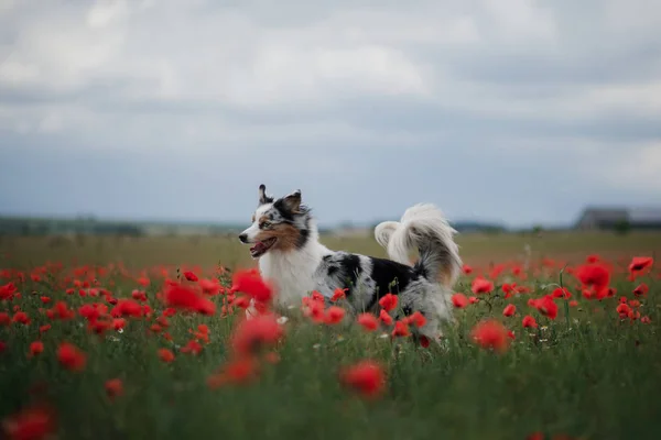 Hund in einem Mohnfeld. Australischer Schäferhund in Farben. — Stockfoto