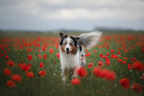 Hund in einem Mohnfeld. Australischer Schäferhund in Farben. — Stockfoto