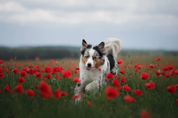 HundStrandkorb im Sommer — Stockfoto © damedeeso 101679518