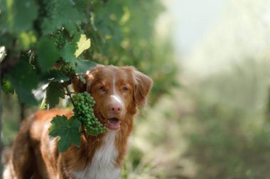 doğada bir üzüm bağı köpek. Evde beslenen hayvan içinde belgili tanımlık yaz, bir toller. Nova Scotia Duck Tolling Retriever