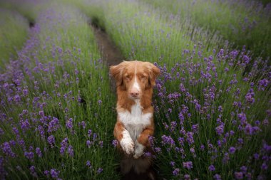 Köpek pençe verir. Lavanta renklerde evde beslenen hayvan. Yukarıdaki resim. Komik surat