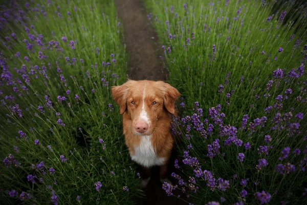 The dog gives the paw. Pet in the colors of lavender. picture from above. Funny face