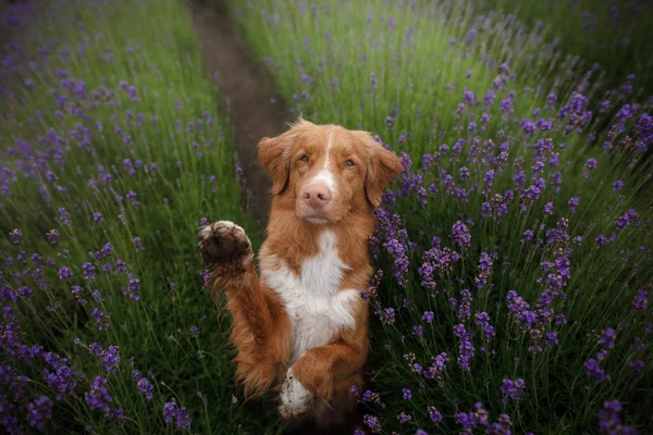 The dog gives the paw. Pet in the colors of lavender. picture from above. Funny face