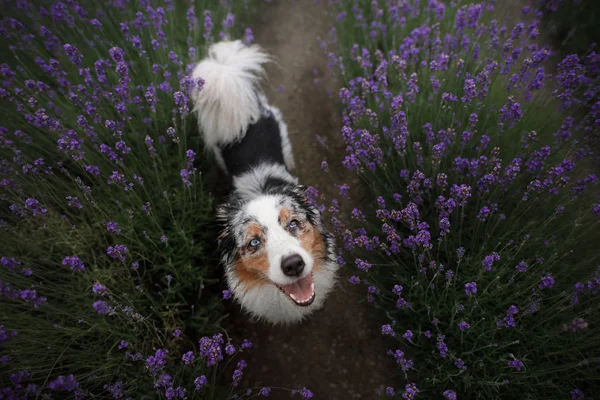 Joyeux chien aux fleurs de lavande. Berger australien. Animaux de compagnie sur la nature été — Photo