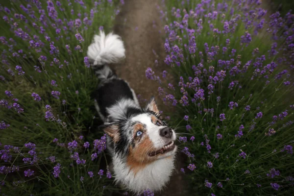 Joyeux chien aux fleurs de lavande. Berger australien. Animaux de compagnie sur la nature été — Photo