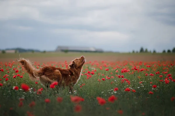 Hund im Feld der Mohnblumen. nova scotia duck mauting retriever, toller. — Stockfoto