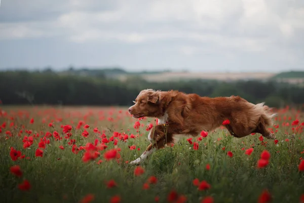 Hund im Feld der Mohnblumen. nova scotia duck mauting retriever, toller. — Stockfoto