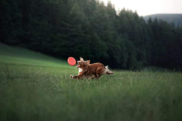Pes běží přes pole v trávě. aktivní zvíře v přírodě. Toller ve venkovním prostoru — Stock fotografie