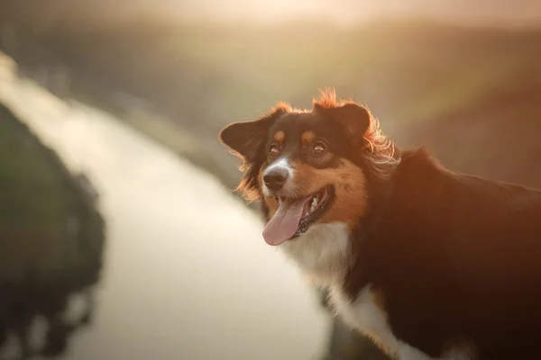 Pies o zachodzie słońca w przyrodzie. PET na drewniany most. posłuszny Owczarek australijski — Zdjęcie stockowe