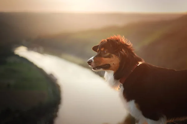 Собака на закате в природе. Животное на деревянном мосту. покорный австралийский пастух — стоковое фото