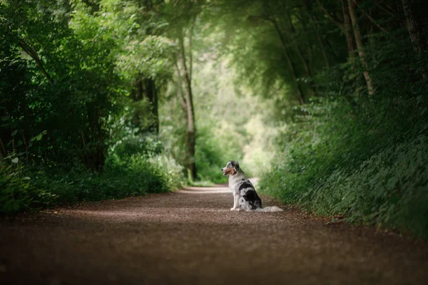 Perro sentado en el camino en el Parque. pastor australiano obediente — Foto de Stock