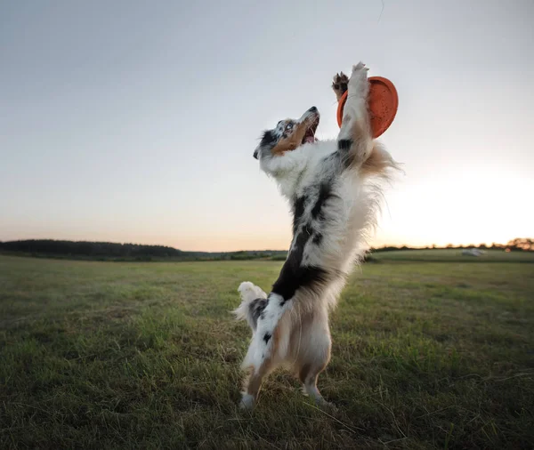 Le chien joue avec le disque sur le terrain. Sport avec animal de compagnie . — Photo