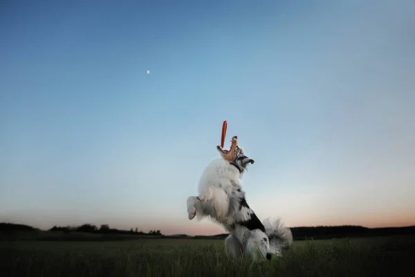 Le chien joue avec le disque sur le terrain. Sport avec animal de compagnie . — Photo